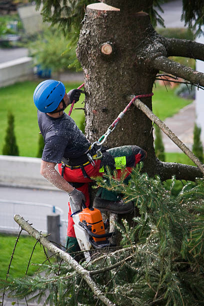 How Our Tree Care Process Works  in  Cedar Hills, UT